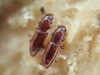 Rhizophagus perforatus - Photo (c) Kevin Gielen, some rights reserved (CC BY-NC), uploaded by Kevin Gielen