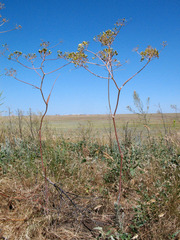 Ferula tatarica