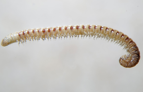 Proteroiulus fuscus