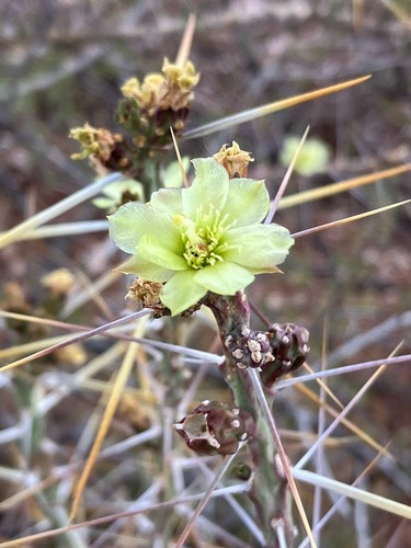 Christmas cholla