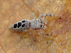 Hentzia vittata