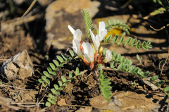 Astragalus testiculatus