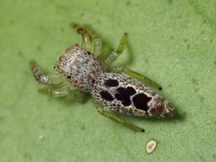 Hentzia vittata