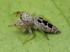 Hentzia vittata