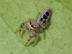 Hentzia vittata
