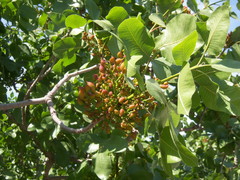 Pistacia vera