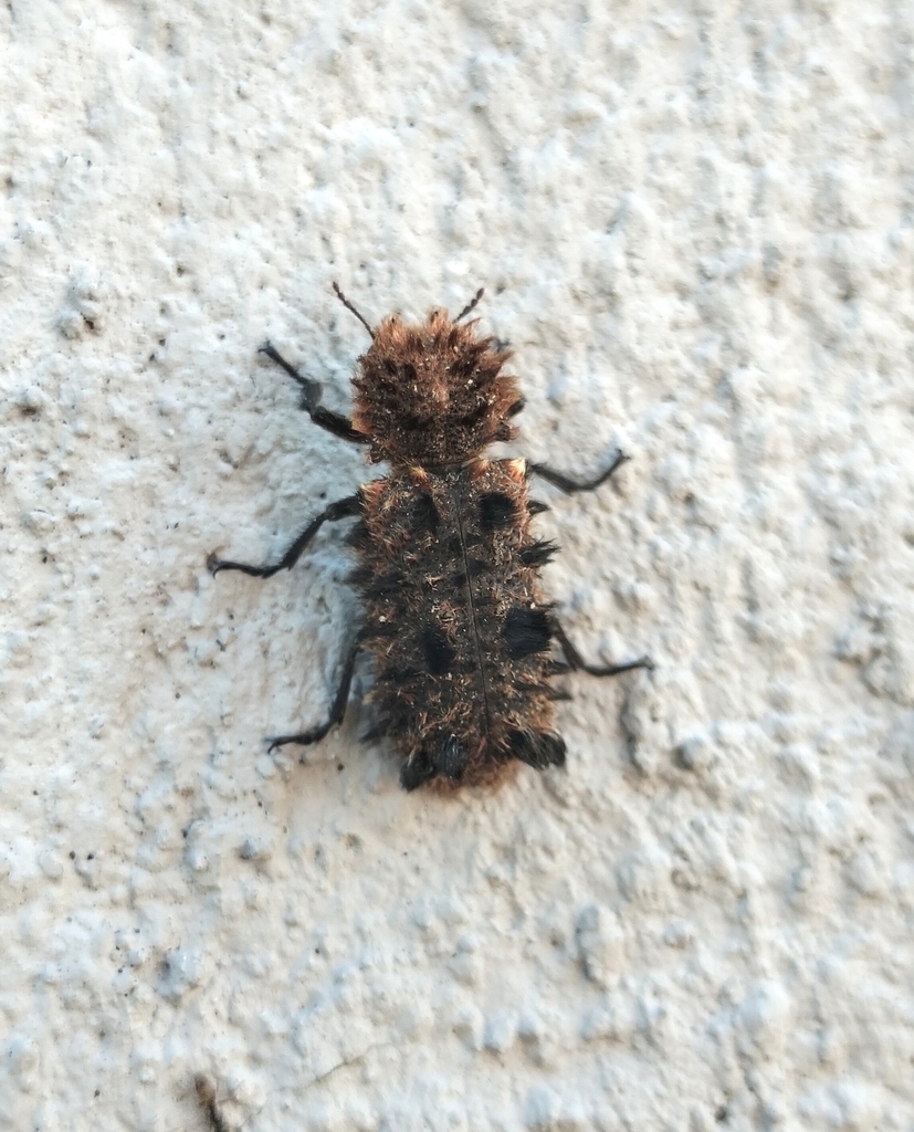Lichenophanes penicillatus