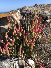Salicornia littorea