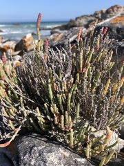 Salicornia littorea