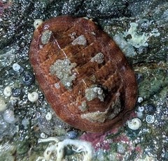 Tripoplax trifida