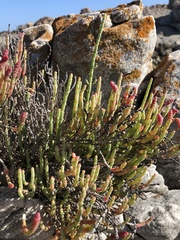 Salicornia littorea