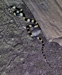 Oxyrhopus petolarius