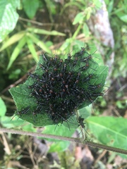 Chromacris psittacus