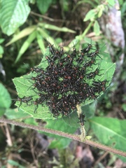 Chromacris psittacus