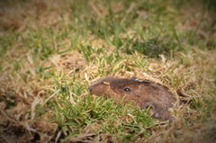 Cratogeomys merriami