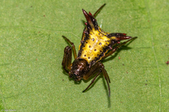 Micrathena plana