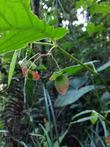 Begonia dugandiana (Begonia dugandiana)