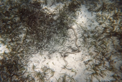 Myrichthys maculosus