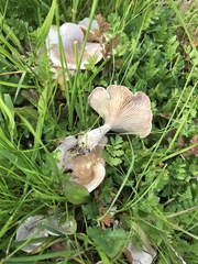 Clitocybe gibba image