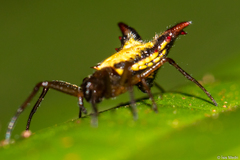 Micrathena plana