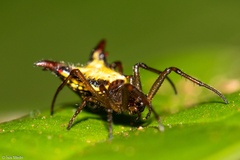 Micrathena plana