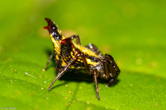 Micrathena plana