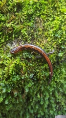 Plethodon dorsalis