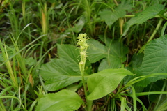 Liparis kumokiri