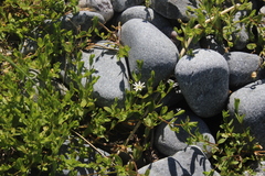 Stellaria humifusa