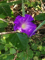 Ipomoea mitchelliae