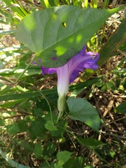 Ipomoea mitchelliae