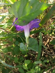 Ipomoea mitchelliae