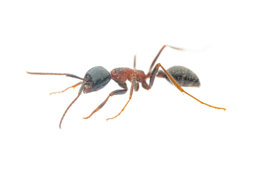 Neivamyrmex melanocephalus