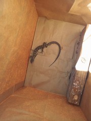 Elgaria multicarinata