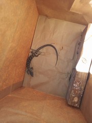 Elgaria multicarinata