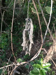 Mucuna pruriens utilis