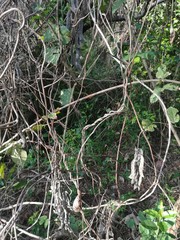 Mucuna pruriens utilis