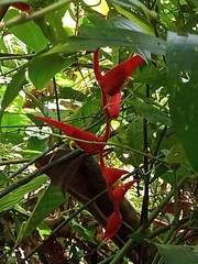 Heliconia trichocarpa image