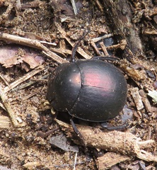 Chalconotus convexus