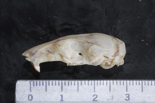 Brown Deer Mouse