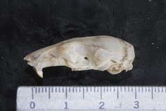 Peromyscus megalops auritus