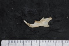 Peromyscus megalops auritus