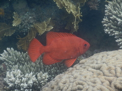 Priacanthus blochii