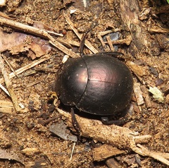 Chalconotus convexus