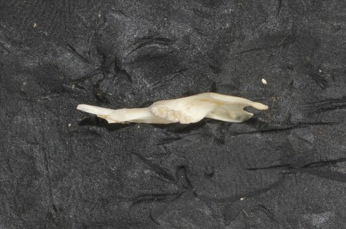 Brown Deer Mouse
