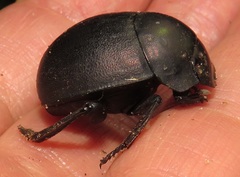 Chalconotus convexus