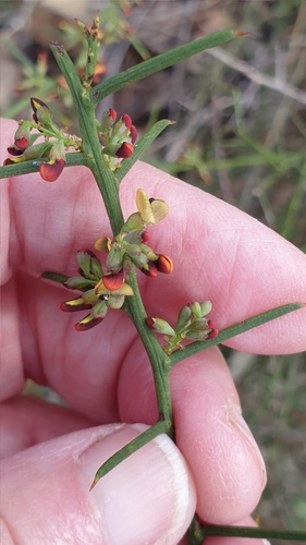 Image of Daviesia devito by (c) Rosalie Lawrence, some rights reserved (CC BY)