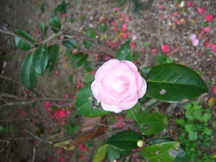 Camellia japonica
