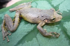Scinax rostratus
