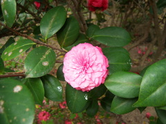Camellia japonica